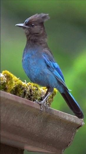 Meet the crow's cousin - the Steller's Jay!