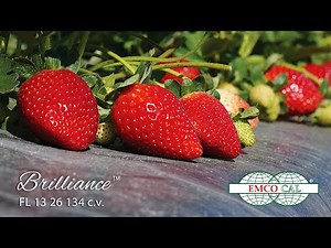 EMCO CAL - Florida Brilliance Variedad de Fresa - Subtitulo en Español
