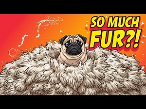 Why Do Pugs Shed SO Much? 🐶❄️ (The Shocking Truth!)