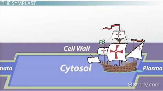 Apoplast vs. Symplast | Pathway, Similarities & Differences