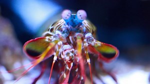 Electric City Aquarium & Reptile Den on Reels