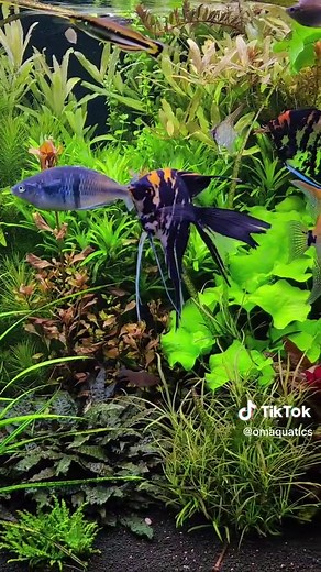 Exploring the Beauty of Platinum Angelfish in Aquascaping