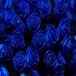 What is the Origin of Blue Roses?, History and More ▷➡️ Postposmo