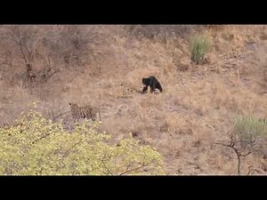 Tiger vs Sloth Bear at the Ranthambor national Park, Rajasthan, India