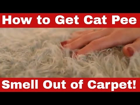 How to Get Cat Pee Smell Out of Carpet [A Step-by-Step Guide]