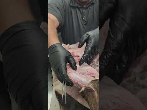 A/P Lab Muscles Part 2