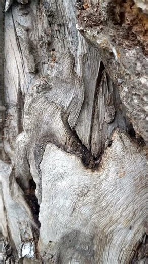 Tsar Piter 1, wearing black patent leather boots and holding a bull's hide, walks through Europe