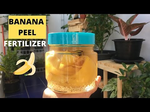 BANANA PEEL AS NATURAL FERTILISER | DIY BANANA PEEL WATER FERTILISER | Banana Peel For Plants/Garden