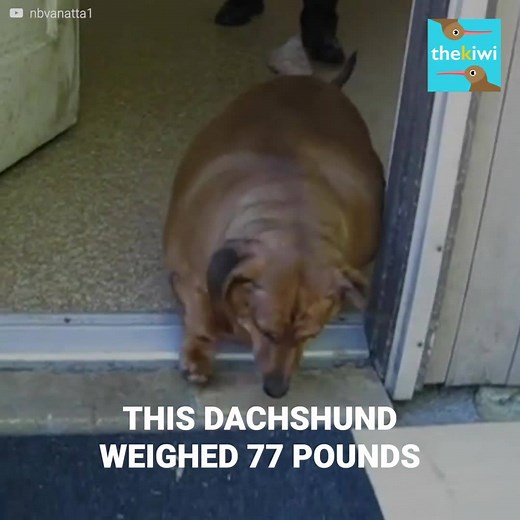 791K views · 23K reactions | Obie was an obese dachshund who weighed...