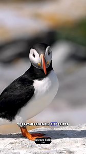 1.3K views · 40 reactions | Puffin Bird #fbreels #science #reelitfeelit #facts #scifi #viralreelsfb #sciencefacts #puffin #reelsvideoシ #reelsfb #ocean #fact | The Science Talks 2.0 | Facebook