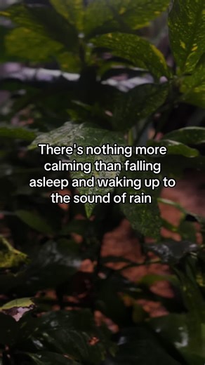 Soothing Rainy Vibes to Enhance Your Morning