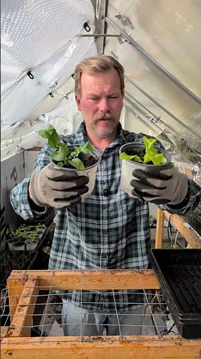 Frozen vegetables #garden #gardening #greenhouse