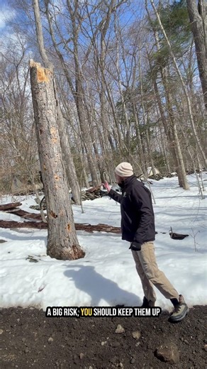 Should You Keep a Dead Tree? Why Snags Can Be Beneficial