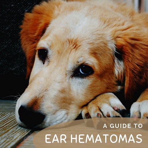 Hematoma: Swollen Dog Ear Flap and How a Vet Will Treat It