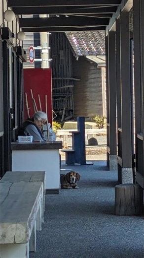 【犬旅withばあちゃん】春の能登の絶景をばあちゃんといっしょに満喫するビーグル犬こころ#beagle #ビーグル犬 #お散歩 #能登半島