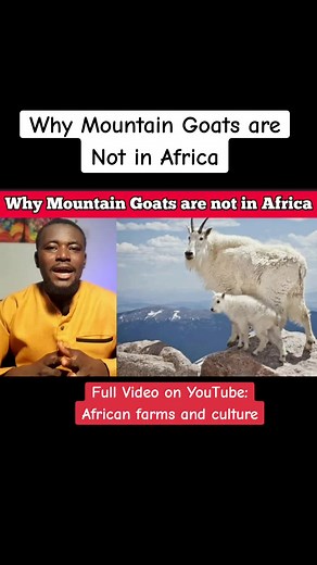 The Mountain goats #livestockfarming #africanfarmsandculture