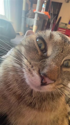 #cat #yes #no #kitty #meow | cats