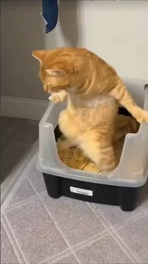 Typical Orange Cat Behavior #orangecat #behavior