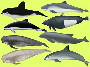 Learn names Porpoises in English | Learn Sounds of Porpoises for Kids ‪@SmartFamilyEnglish‬