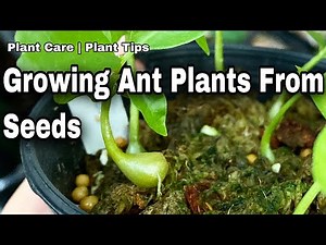 Growing Ant Plant From Seeds -Ep34