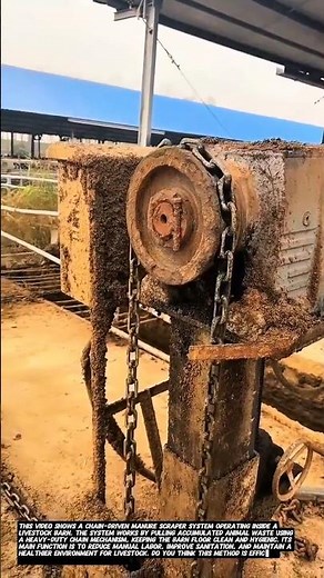 Chain Drive Manure Scraper System for Livestock Barn Cleaning.