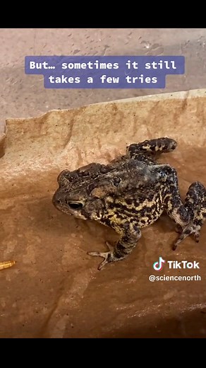 American Toads: Fascinating Diet and Feeding Habits