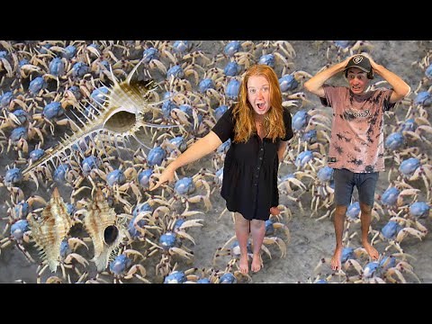 SHE FOUND 2 SUPER RARE MUREX SEASHELLS INFRONT OF ME! | Shelling in Australia, Beach Combing Jackpot