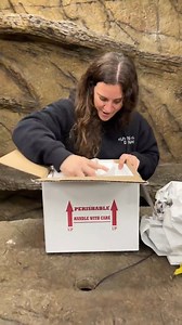 255K views · 6K reactions | We recently got some of the rarest lizards to add to our zoo! | The Reptile Zoo | Facebook