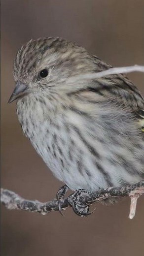Pine Siskin Bird Sound Video: Finch Call Nature Sound Effect
