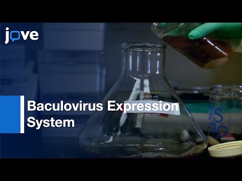Baculovirus Expression System for Recombinant Proteins Expression | Protocol Preview