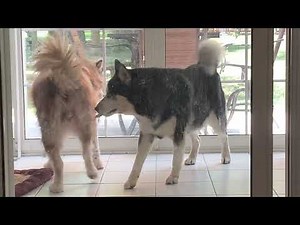 Husky trying to mate (part2)