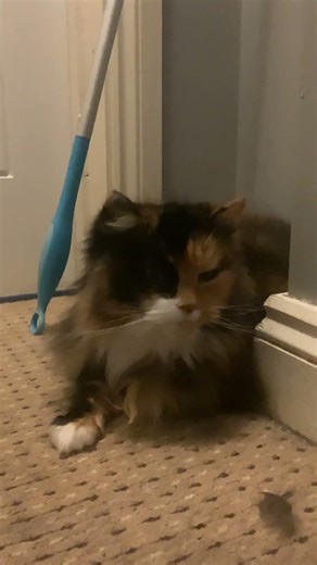 My cat’s favourite spot to sleep #cats #pets