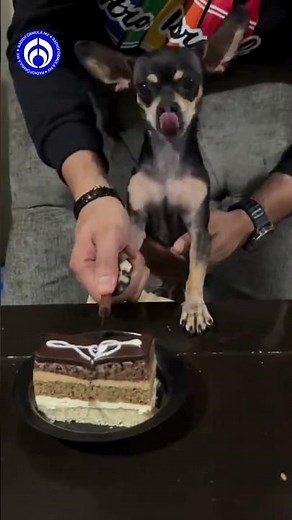 Perrito celebra su cumpleaños… ¡y casi termina embarrado de pastel!