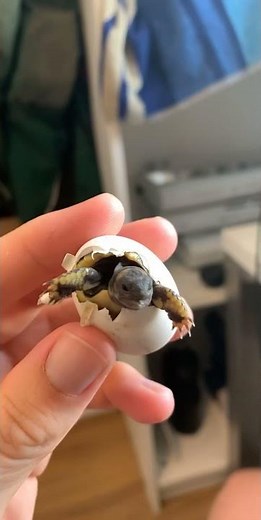Schlüpfende Babyschildkröte | Hatching baby tortoise #shorts
