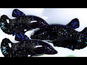 Step-by-Step Betta Fish Breeding Progress | Bubble Nests, Eggs & Baby Fry!