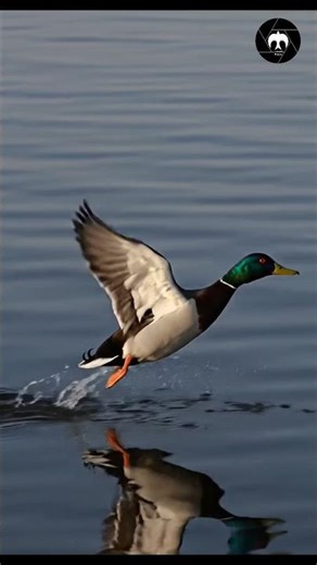 male Mallard duck captured in a moment of motion on a body of water. #wildlife #photography #nature