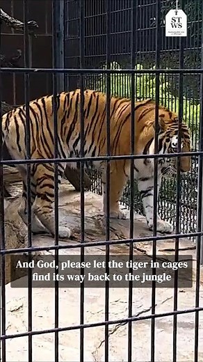 Why Zoos Are Cruel: Let Wild Animals Be Free