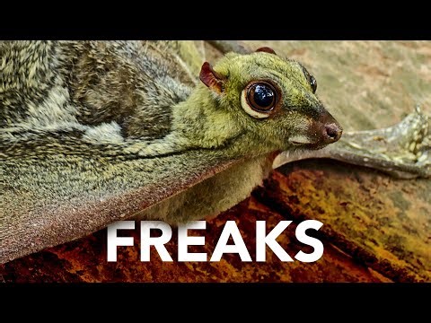 Meet The Evolutionary Weirdos