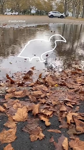 Impossible Pause Game: puddle duck #funnyanimals #comedy #react #cuteanimals #pets #animalsandpets #improvcomedy #standupcomedy #puppetry #entertainment | seducktive