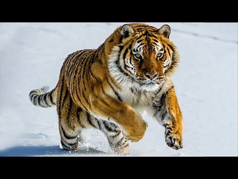 All about Siberian Tigers