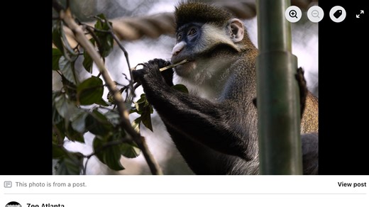 From monkeys to zebras, see the new arrivals at Zoo Atlanta