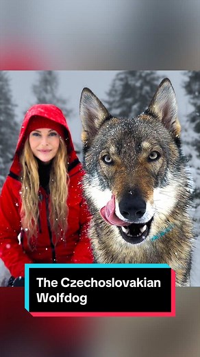 Exploring the Czechoslovakian Wolfdog: A Unique Breed