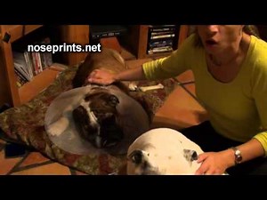 Canine entropion surgery