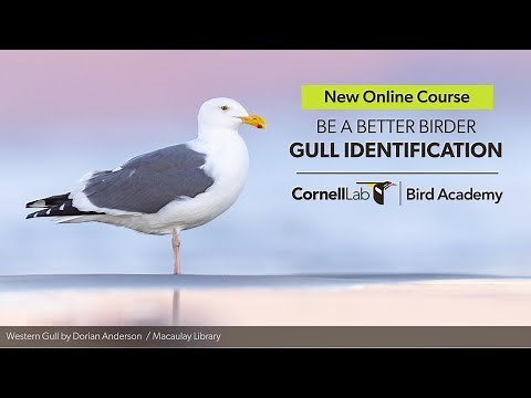 Be a Better Birder: Gull Identification