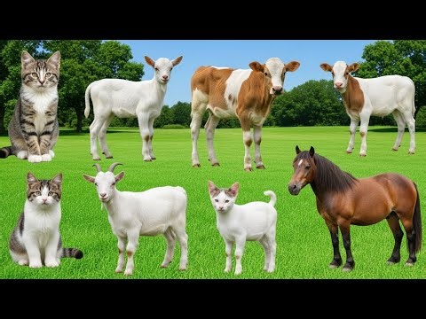 Animal Sounds: Goat, Sheep, Pig, Cow, Chicken, Duck, Dog, Cat