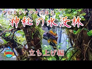 No.057 Mysterious Submerged Forest: Setting up an Aquarium