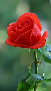 Beautiful Roses | Roses