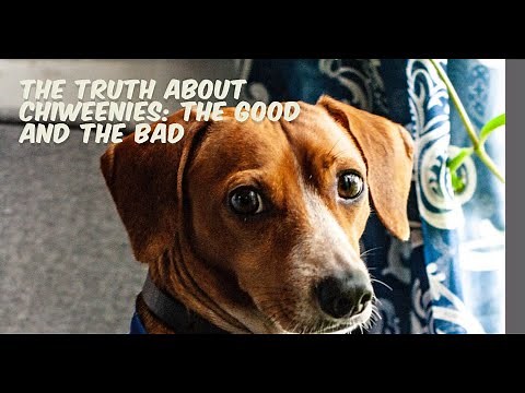 The Truth About Chiweenies: The Good and the Bad