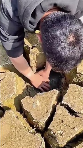 Catching process of fish under the soil