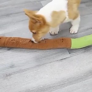 20K views · 79 reactions | Waggfluence Dog Foraging Snuffle Mat. The mats have multi pockets inside for hiding treats your dog will be excited to search. These mats also reduce stress and keep them engaged.. Shop At:- bit.ly/3MzSEi4 GET UP TO 50% OFF FREE SHIPPING WORLDWIDE!! | Animal Tales | Facebook